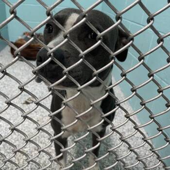 Levi -  Mixed Breed Dog for Adoption in Port Charlotte, Florida - Levi | PetCurious