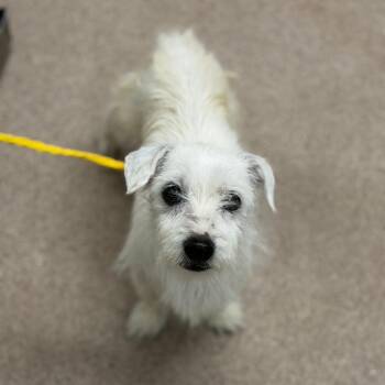 Betty -  Terrier and Mixed Breed Dog for Adoption in Ardmore, Oklahoma - Betty | PetCurious