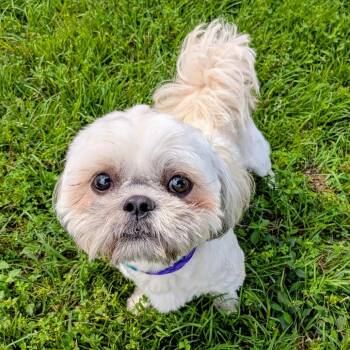 Shih Tzu Dogs Available for Adoption in Houston, Texas - Banjo | PetCurious