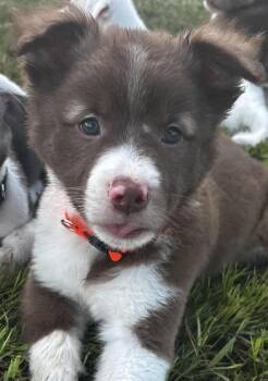 Clyde -  Siberian Husky and Labrador Retriever Dog for Adoption in Liverpool, Texas - Clyde | PetCurious