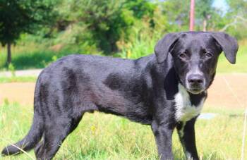 Stars -  Catahoula Leopard Dog and Black Labrador Retriever Dog for Adoption in Jacksonville, Texas - Stars | PetCurious