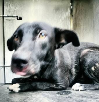 BEAN -  Terrier Dog for Adoption in San Antonio, Texas - BEAN | PetCurious