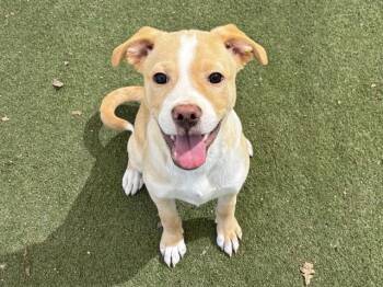 Pit Bull Terrier Dogs Available for Adoption - REGGIE | PetCurious