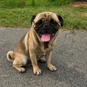 Pugsley -  Pug Dog for Adoption in Pelham, New Hampshire - Pugsley | PetCurious