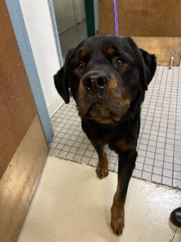 HUGO -  Rottweiler Dog for Adoption in Fremont, California - HUGO | PetCurious