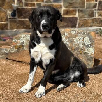 English Pointer and American Staffordshire Terrier Dogs Available for Adoption - Reba | PetCurious