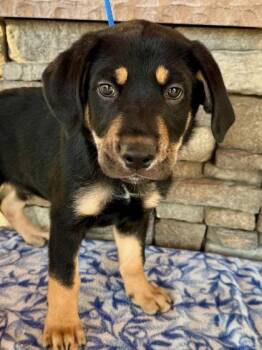 Doberman Pinscher and Mastiff Dogs Available for Adoption - Bandit | PetCurious