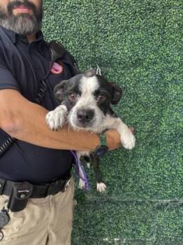 61686705 -  Terrier and Mixed Breed Dog for Adoption in El Paso, Texas - 61686705 | PetCurious