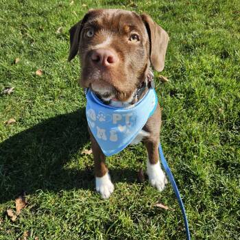Chocolate Labrador Retriever and Pointer Dogs Available for Adoption - Odin | PetCurious