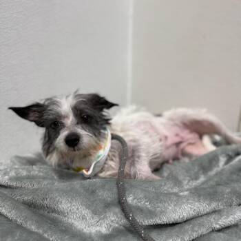 Kelly -  Terrier and Mixed Breed Dog for Adoption in Newberg, Oregon - Kelly | PetCurious
