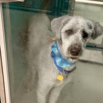 Arlo C-34137 -  Standard Poodle and Mixed Breed Dog for Adoption in Oklahoma City, Oklahoma - Arlo C-34137 | PetCurious