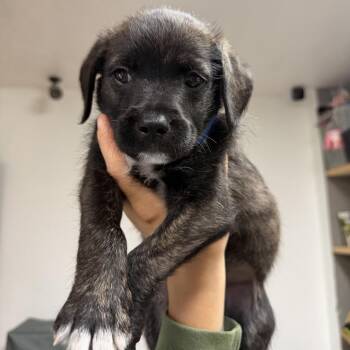 Cleetus -  Terrier and Cattle Dog Dog for Adoption in Tacoma, Washington - Cleetus | PetCurious