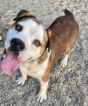 Caleb -  English Bulldog and Husky Dog for Adoption in Lacon, Illinois - Caleb | PetCurious