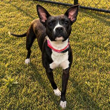 Dominique -  Terrier Dog for Adoption in Norman, Oklahoma - Dominique | PetCurious