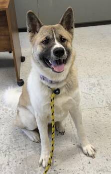 *Ruth* -  Akita Dog for Adoption in Salt Lake City, Utah - *Ruth* | PetCurious