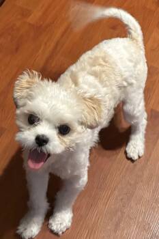 Lily -  Maltese and Shih Tzu Dog for Adoption in Covina, California - Lily | PetCurious