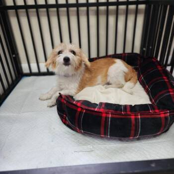 Saffron -  Terrier and Mixed Breed Dog for Adoption in Toms Brook, Virginia - Saffron | PetCurious