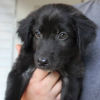 Jolene -  Mixed Breed Dog for Adoption in Valley, Alabama - Jolene | PetCurious