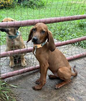 JoJo (aka Priss) -  Redbone Coonhound Dog for Adoption in Washington, District Of Columbia - JoJo (aka Priss) | PetCurious