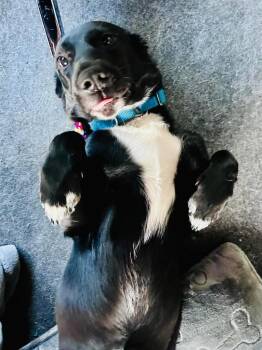 Aephre -  Mixed Breed Dog for Adoption in Taycheedah, Wisconsin - Aephre | PetCurious