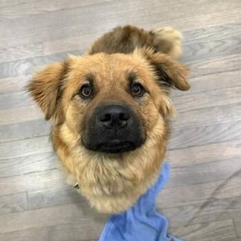Mixed Breed Dogs Available for Adoption in Sioux Falls, South Dakota - Lady | PetCurious
