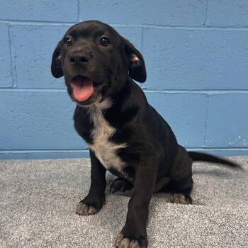 Hammy -  Terrier Dog for Adoption in Belleville, Illinois - Hammy | PetCurious