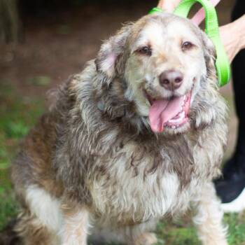 Cricket 22523 -  Border Collie and Poodle Dog Available for Adoption in Cumming, Georgia - Cricket 22523 | PetCurious