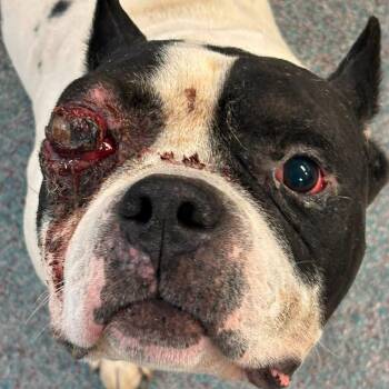 Alester  William -  American Bulldog Dog for Adoption in Spring Hill, Kansas - Alester  William | PetCurious