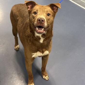Husky and Labrador Retriever Dogs Available for Adoption in Greensboro, North Carolina - Happy | PetCurious