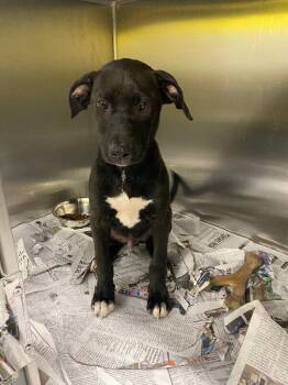 Whopper -  Mixed Breed Dog for Adoption in Jackson, Tennessee - Whopper | PetCurious