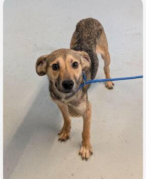 Remi cs -  Mixed Breed Dog for Adoption in Columbia, Maryland - Remi Cs | PetCurious