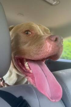 Snuffle -  Mixed Breed Dog for Adoption in Cincinnati, Ohio - Snuffle | PetCurious