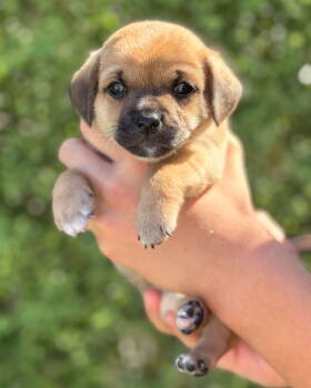 Rescue Terrier and Chihuahua Dogs for Adoption in Corona, California - Chip | PetCurious