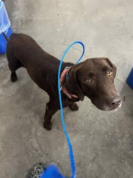 BUDDY -  Labrador Retriever Dog for Adoption in Dallas, Texas - BUDDY | PetCurious