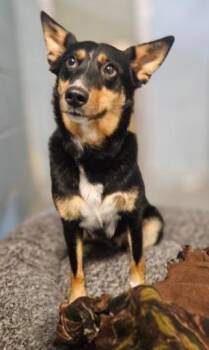 Australian Shepherd and Mixed Breed Dogs Available for Adoption in Barron, Wisconsin - Baxter | PetCurious