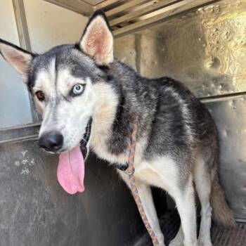 Riley -  Mixed Breed Dog for Adoption in Pauls Valley, Oklahoma - Riley | PetCurious