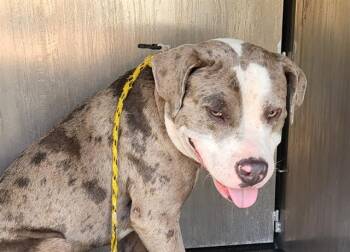 American Staffordshire Terrier Dogs Available for Adoption in San Antonio, Texas - DANYEN | PetCurious
