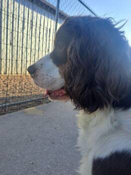 Raymond -  English Springer Spaniel Dog for Adoption in Fremont, Nebraska - Raymond | PetCurious