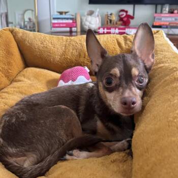 Hershey -  Chihuahua Dog for Adoption in Austell, Georgia - Hershey | PetCurious