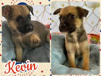Kevin -  Beagle and Chihuahua Dog for Adoption in Ringwood, New Jersey - Kevin | PetCurious