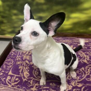 Hope -  Mixed Breed Dog for Adoption in Auburn, New Hampshire - Hope | PetCurious
