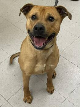 Terrier Dogs Available for Adoption - Freddie | PetCurious