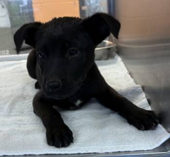 Rescue Labrador Retriever Dogs for Adoption in Lawrenceville, Georgia - Pen 214 Sloth | PetCurious