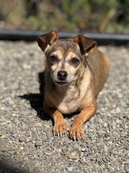 Rescue Chihuahua and Mixed Breed Dogs for Adoption in Redmond, Washington - Peach Pit | PetCurious