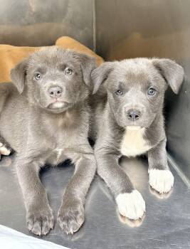 Fiona R -  Labrador Retriever Dog for Adoption in Chicago, Illinois - Fiona R | PetCurious