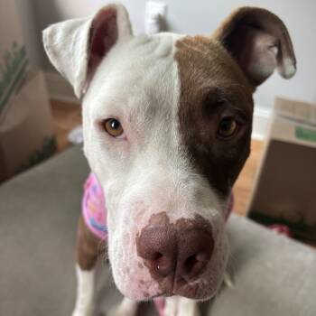 Rescue Mixed Breed Dogs for Adoption in Philadelphia, Pennsylvania - Yams | PetCurious