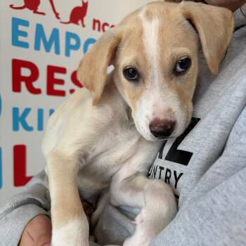 Sunny Side Up -  Mixed Breed Dog for Adoption in Morristown, Vermont - Sunny Side Up | PetCurious