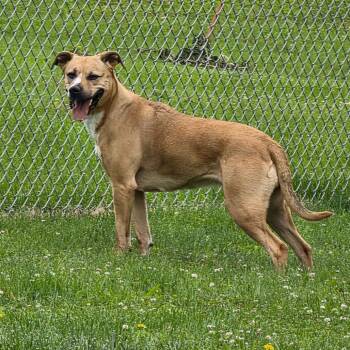 Kalypso -  Black Mouth Cur and Pit Bull Terrier Dog for Adoption in Marshalltown, Iowa - Kalypso | PetCurious