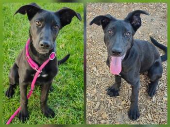 CECE -  Labrador Retriever and Mixed Breed Dog for Adoption in Albuquerque, New Mexico - CECE | PetCurious