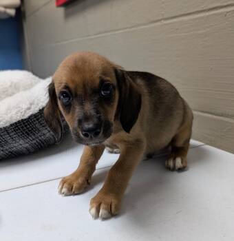 Harvest -  Beagle Dog for Adoption in Kimberlin Heights, Tennessee - Harvest | PetCurious